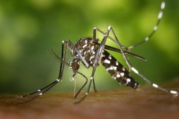 le moustique Aedes, responsable de l'épidémie de dengue