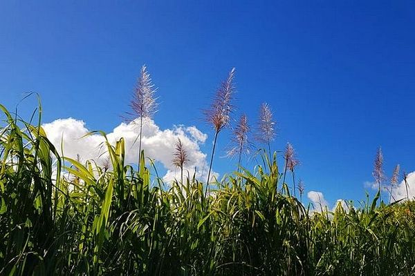 Fleurs de cannes sur ciel bleu juillet 2020