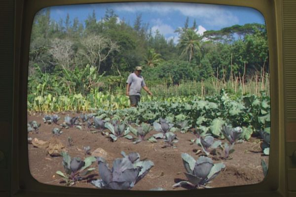 agriculture Mangareva fenua d'antan