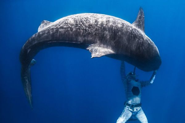 Le ballet de Pierrick Seybald avec les requins