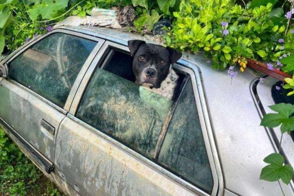 Maltraitance animale : trois chiens sauvés dans l’Ouest de La Réunion