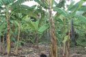 Comment gérer sa parcelle de bananes après le passage du cyclone Chido pour une meilleure production dans le futur?