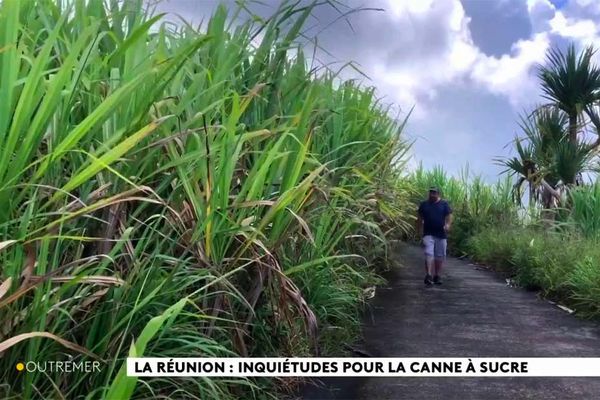 Mickaël Ferrere, producteur de cannes à sucre, longe une de ses parcelles à Sainte-Rose de La Réunion