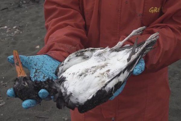 Catastrophe écologique sans précédent sur l'île de Chiloé