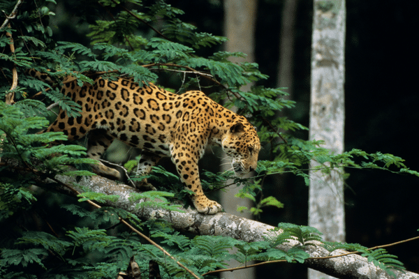 Jaguar