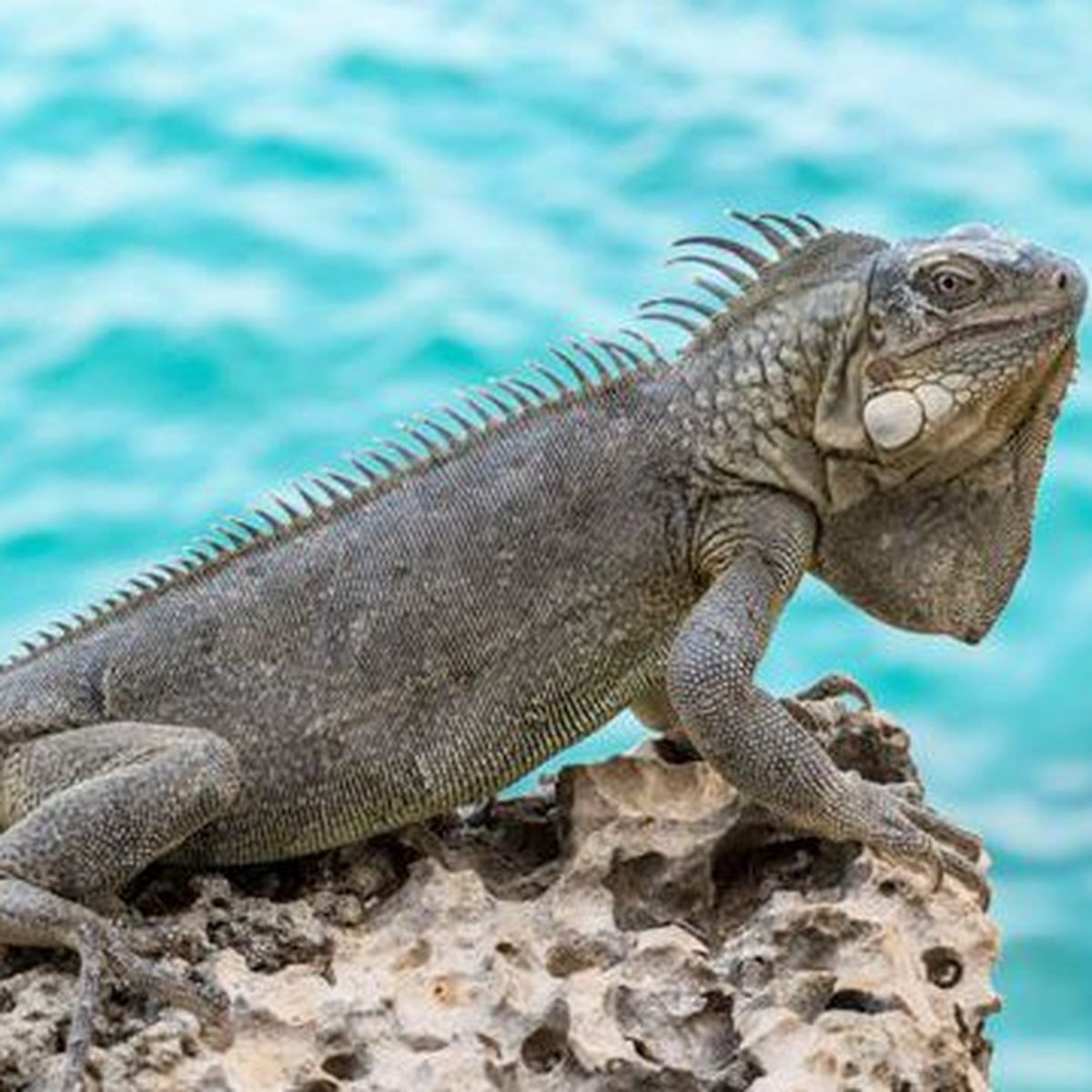 Les Iguanes Des Petites Antilles En Danger Outre Mer La 1ere