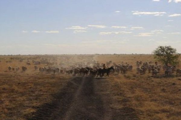 Rassemblement de bétail dans le Territoire du nord australien