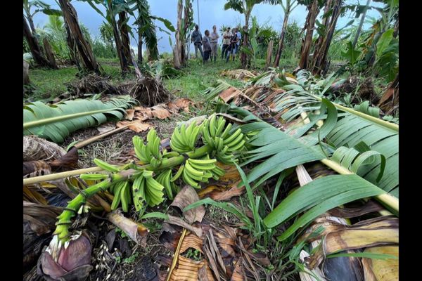 La tempête Fiona a mis des entreprises à genou, les dommages dans le monde agricole sont importants par endroits.