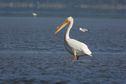 "J'en suis presque devenue accro tellement c'est beau" : la photographe Charlène Jézéquel raconte sa passion pour les oiseaux