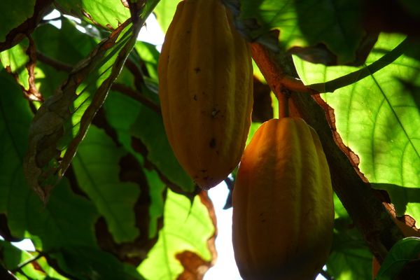 Cabosses, dans l'allée des cacaos