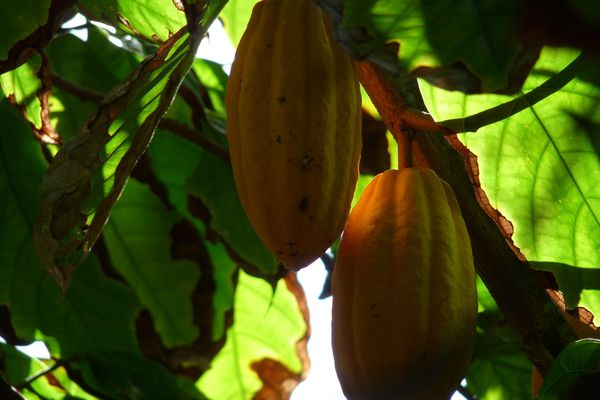 Cabosse de cacao