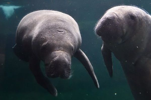 Le lamantin Kaï prend ses marques au Parc Zoologique de Paris