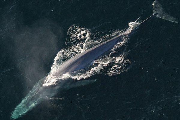 Les baleines bleues sont droitières…en général.