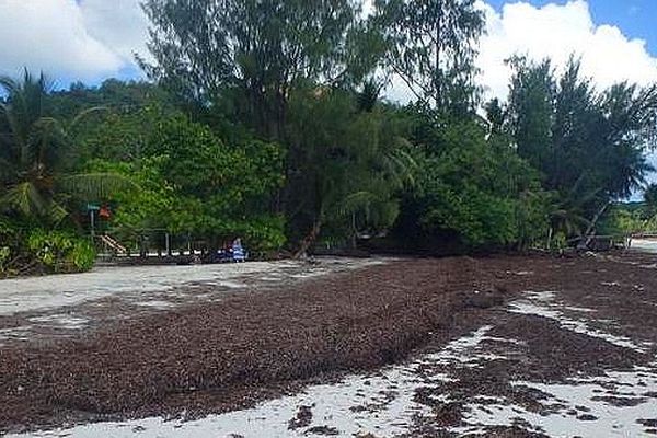 Algues sur les plages des Seychelles 