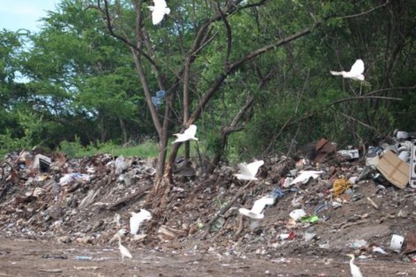 Déchets en bordure de plage