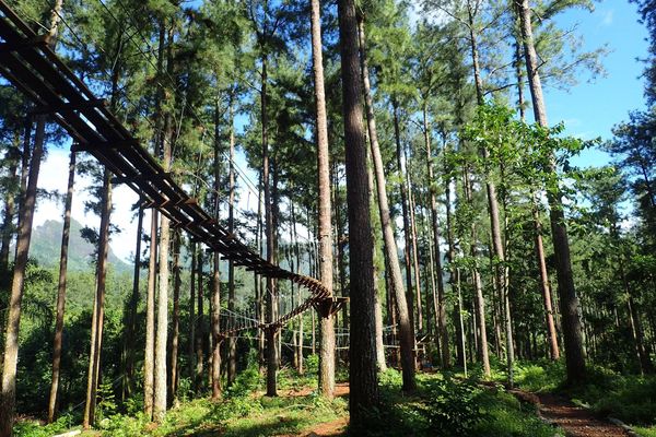 Parcours dans les arbres