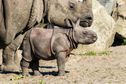 Indonésie : un nouveau spécimen de rhinocéros de Java observé