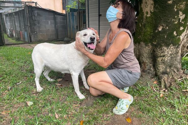 Pension pour chiens et chats