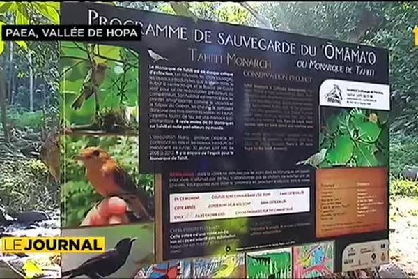 La lutte contre le miconia pour préserver le monarque de Tahiti