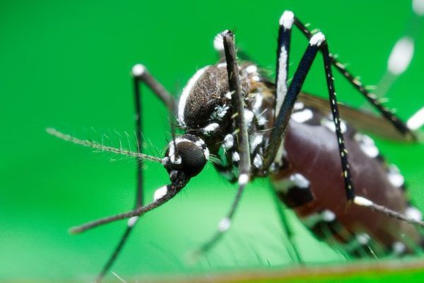 le moustique aedes aegypti