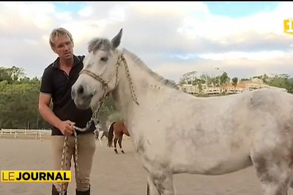 Equitation : le dressage en douceur