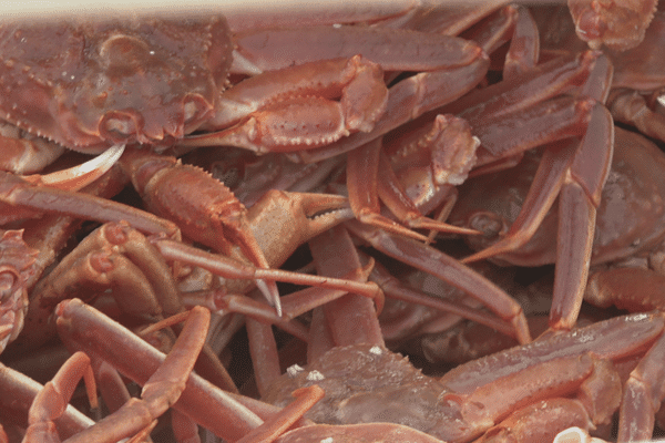 Le prix fixé pour le crabe des neiges à Terre-Neuve inquiète les pêcheurs de l'archipel