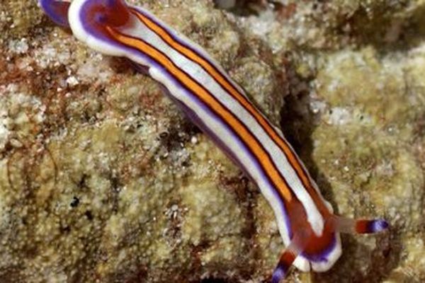 Nudibranche