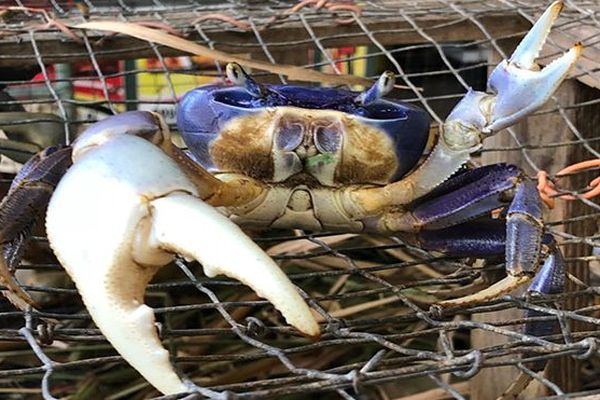 Le crabe de terre est dégusté en matoutou durant les fêtes de Paques. 