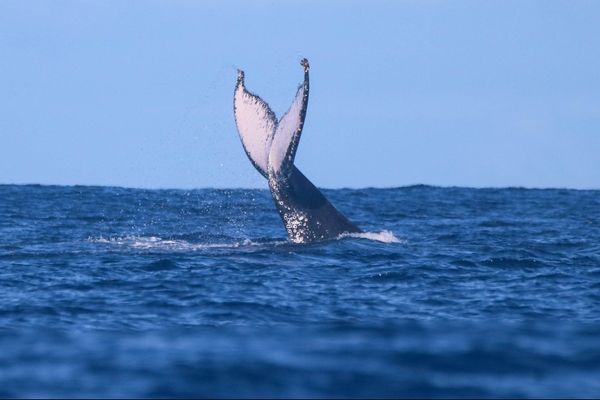 Les baleines se sont à nouveau données en spectacle, jeudi 6 août, au large de Saint-Gilles. 