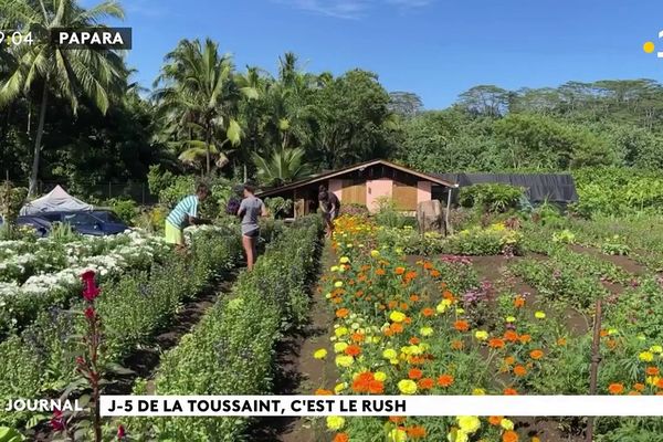 La Toussaint : le temps des fleurs