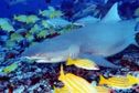 Le Requin Citron Enfante Sur Son Lieu De Naissance Outre Mer La 1ere