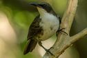 Le Moqueur gorge blanche de la Martinique et celui de Sainte-Lucie sont désormais des espèces différentes