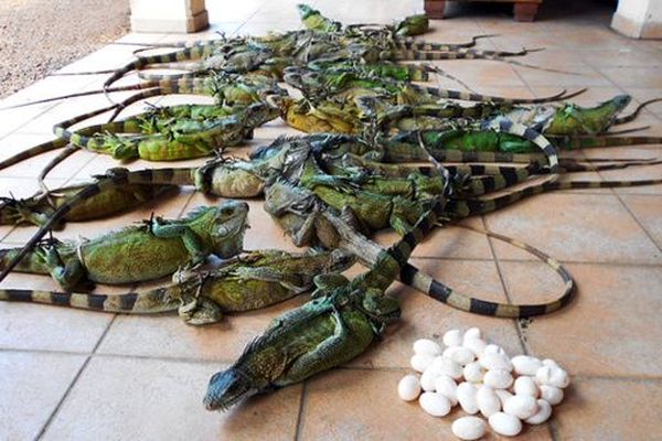 2012 - Saint-Laurent du Maroni 41 iguanes et plusieurs œufs découverts par un agent de l'ONCFS et les gendarmes au marché de la ville