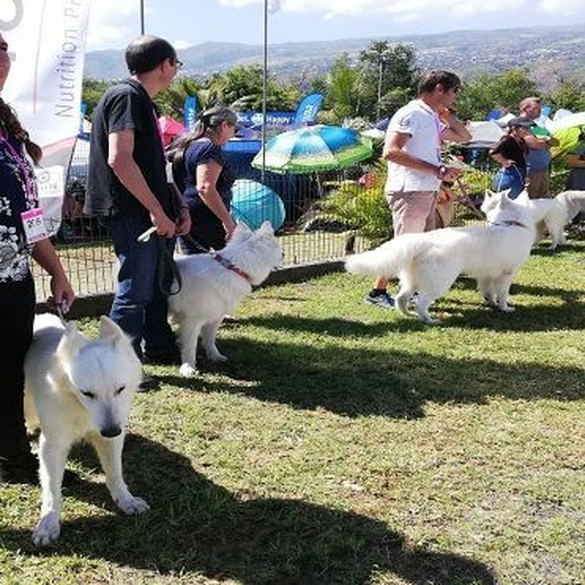 Exposition De Chiens De Race à Saint Paul Réunion La 1ère