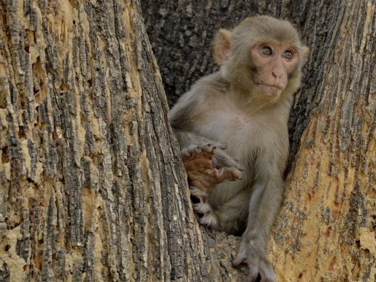 Non Un Singe N A Pas Tente De Sauver Un Autre Macaque Electrocute Reunio