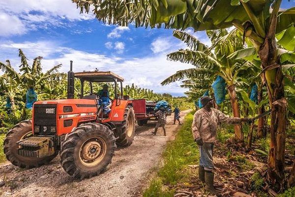 Plantation de bananiers en Guadeloupe à Capesterre-Belle-Eau en 2012 