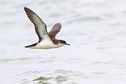 Seychelles : l'impact de la pêche palangrière sur les oiseaux marins à l'étude