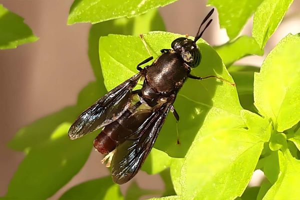 Mouche soldat noire - la bioconversion par insecte