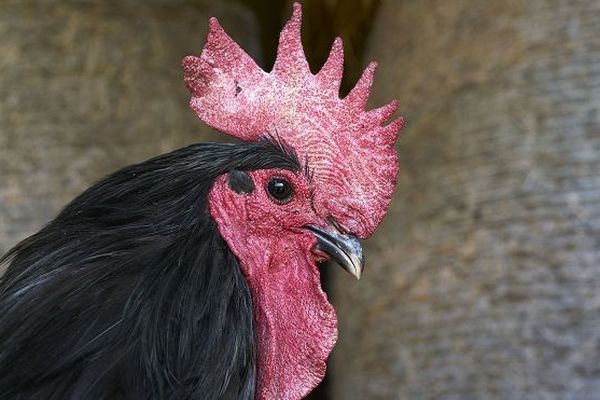 Un coq