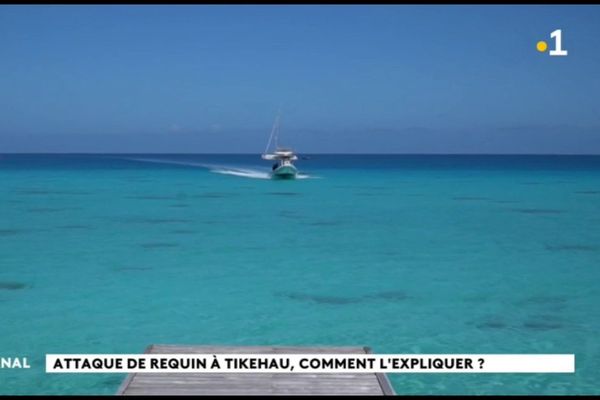 Attaque de requin à Tikehau : le point de vue scientifique