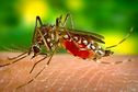 Un cas importé de chikungunya détecté à Wallis