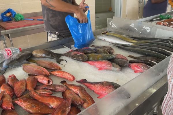 Etal de poissons au marché de Lauricisque, Abymes