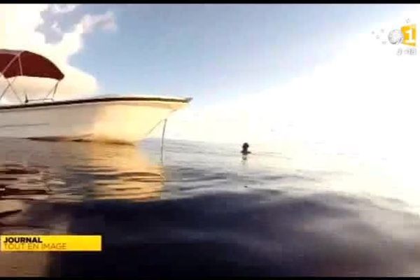 Un requin de trois mètres attaque et blesse un plongeur à Wallis