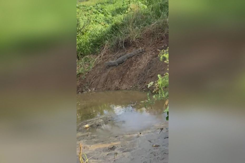 Witnesses confirm the presence of several crocodiles between the canal th