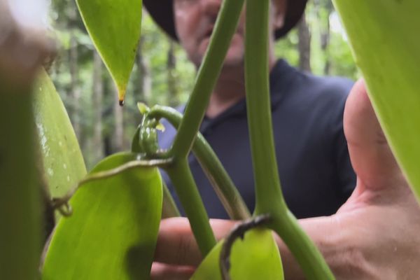 Cédric Coutelier apprivoise par milliers les pieds de vanille.