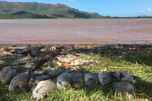 Des dizaines de poissons morts ont été retrouvés à la tribu de Bâ, à Houaïlou, dimanche 16 janvier 2022.