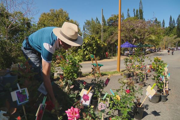 Cet horticulteur de Tomo a apporté une belle sélection de fleurs au marché de Farino ce dimanche 29 septembre.