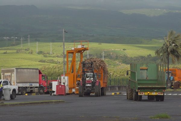 La campagne sucrière a enfin démarré dans le Nord-Est