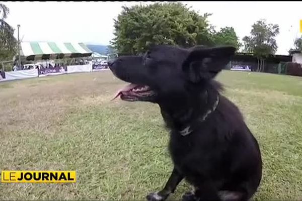 Concours de dressage canin à Pirae