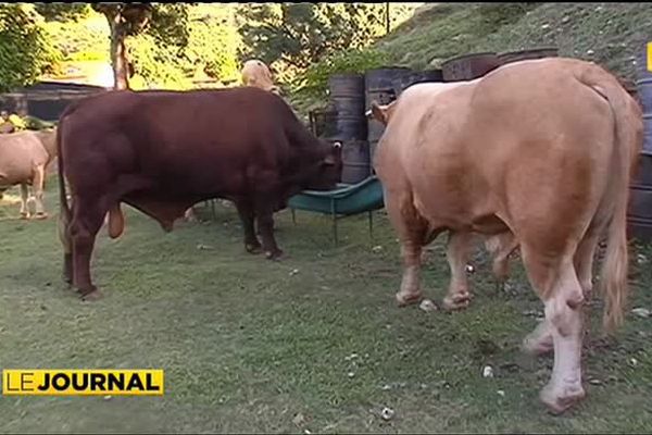 Les éleveurs de Raiatea demandent un abattoir